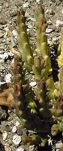 Carrion-flower(Orbea variegata)