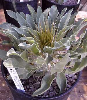 Club Foot, Elephant's Trunk(Pachypodium namaquanum)