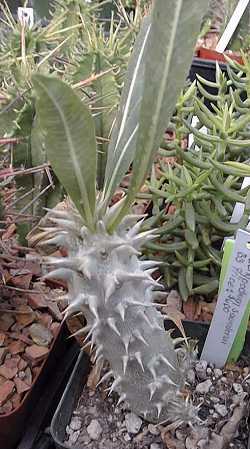 (Pachypodium saundersii)