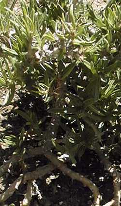 (Pachypodium succulentum)