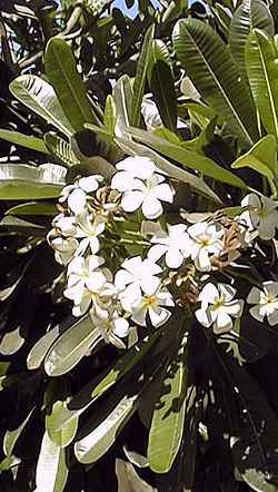 Singapore Plumeria, Frangipani(Plumeria obtusa)