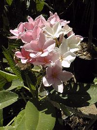 Plumeria, Frangipani(Plumeria rubra)