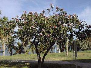 Plumeria, Frangipani(Plumeria rubra)