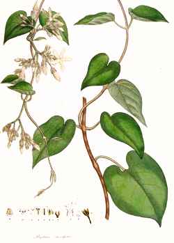 Chinese Violet, Fragrant Telosma, Tonkin Creeper(Telosma cordata)