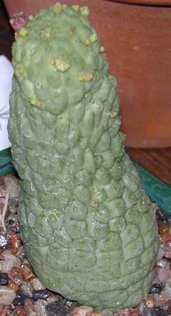 (Larryleachia cactiformis)