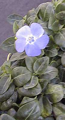 Dwarf Periwinkle(Vinca minor)