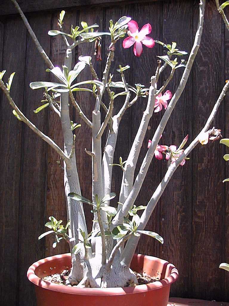 Desert Rose (Adenium obesum)