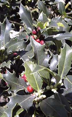 English Holly(Ilex aquifolium)