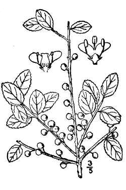 Inkberry(Ilex glabra)