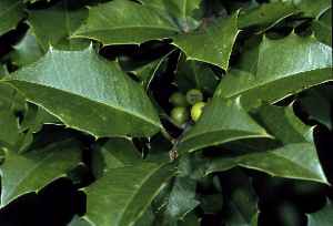 American Holly(Ilex opaca)