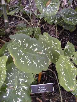 (Alocasia 'Mindanao')