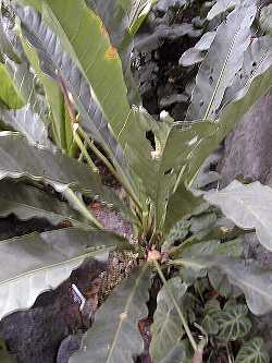 (Anthurium jimenezii)