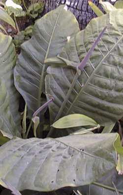 (Anthurium standleyi)