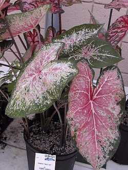 Fancy-leafed Caladium(Caladium bicolor)
