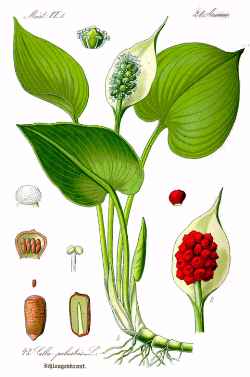 Bog Arum(Calla palustris)