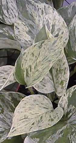 Pothos(Epipremnum aureum)