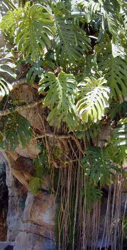 Monstera, Split Leaf Philodendron(Monstera deliciosa)