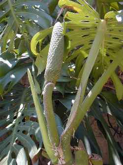 Monstera, Split Leaf Philodendron(Monstera deliciosa)