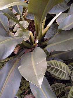 Flask Plant(Philodendron cannaefolium)