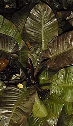 Blushing Philodendron(Philodendron erubescens)