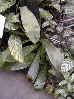 (Philodendron linnaei)