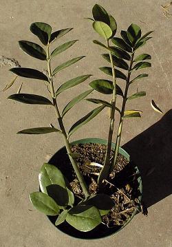 Aroid Palm, Arum Fern(Zamioculcas zamiifolia)