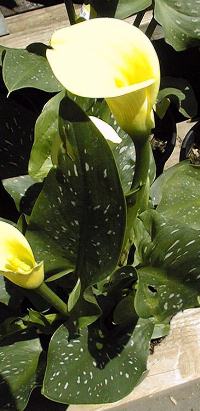 Golden Calla(Zantedeschia elliottiana)