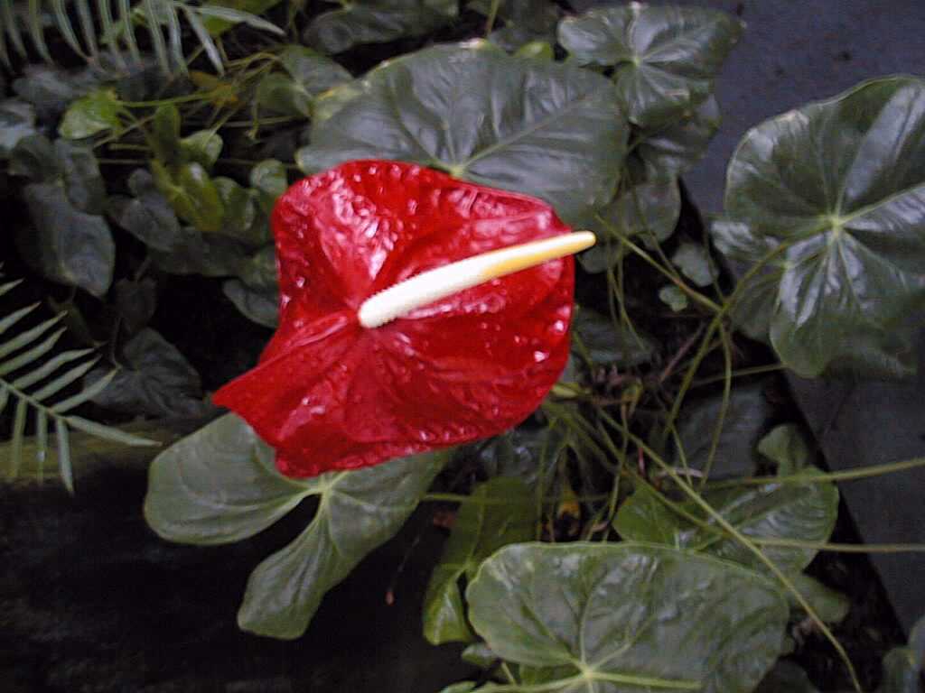 Flamingo Flower (Anthurium andraeanum)