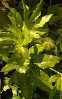 Japanese Aralia(Fatsia japonica)