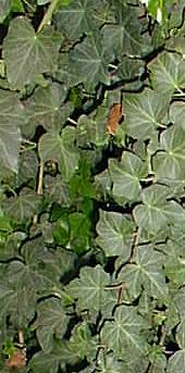 English Ivy(Hedera helix)