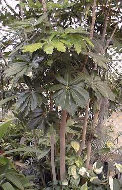 Aralia(Schefflera elegantissima)