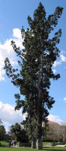 Queensland Kauri, Smooth-bark Kauri(Agathis robusta)