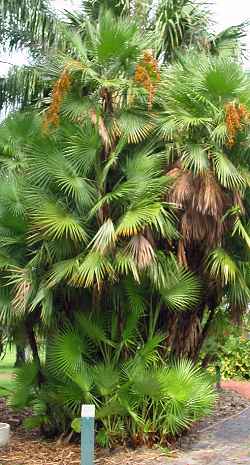 Paurotis Palm, Silver Saw Palmetto(Acoelorrhaphe wrightii)
