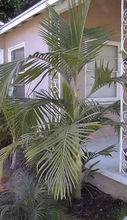 King Palm, Bangalow Palm, Piccabeen Palm(Archontophoenix cunninghamiana)