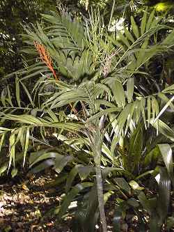 Parlor Palm(Chamaedorea elegans)