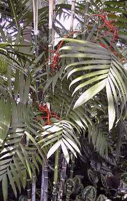 Tepejilote  Palm, Pacaya Palm(Chamaedorea tepejilote)