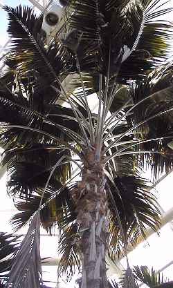 Kentia Palm, Thatch Palm(Howea forsterana)
