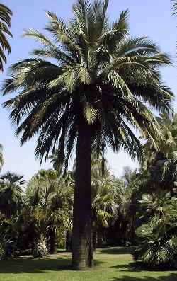 Chilean Wine Palm, Coquito Palm(Jubaea chilensis)