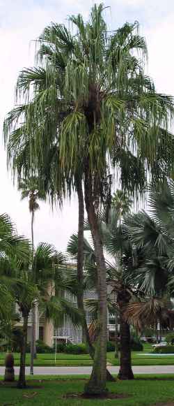 Ribbon Fan Palm(Livistona decipiens)