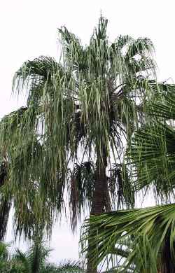 Ribbon Fan Palm(Livistona decipiens)