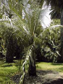 Cocumbe Palm(Parajubaea cocoides)
