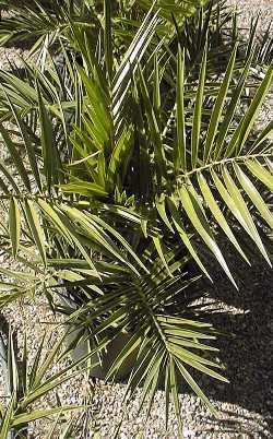 Canary Islands Date Palm(Phoenix canariensis)