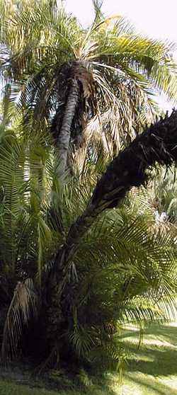 Senegal Date Palm(Phoenix reclinata)