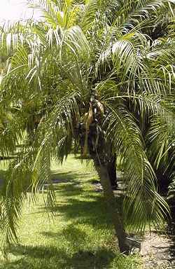 Pigmy Date Palm(Phoenix roebelinii)