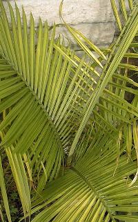 Majesty Palm(Ravenea rivularis)