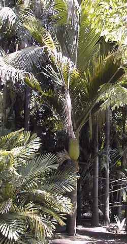 Nikau Palm, Shaving Brush Palm(Rhopalostylis sapida)