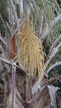 Queen Palm(Syagrus romanzoffianum)