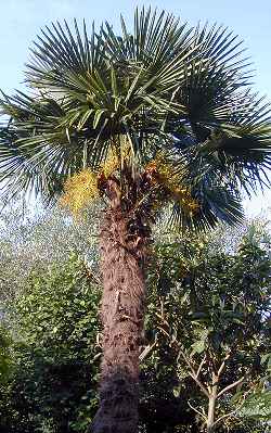 Windmill Palm, Chusan Palm(Trachycarpus fortunei)