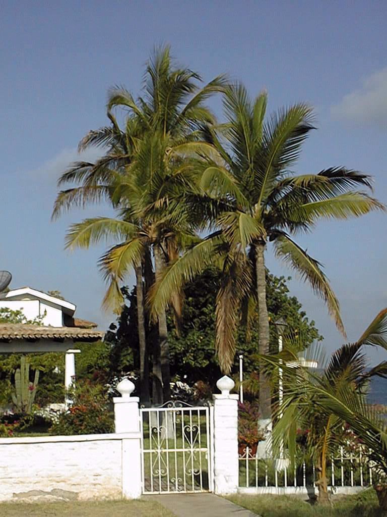 Coconut Tree (Cocos nucifera)