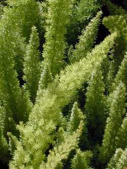 Myers Asparagus(Asparagus densiflorus 'Myers')